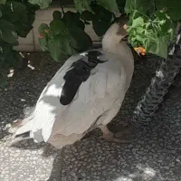 غاز