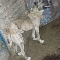 سگ خراسانی