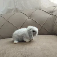 بچه خرگوش لوپ دانه دیویست|موش و خرگوش|تربت جام, شهید نصرالهی|دیوار