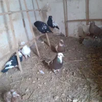 فروشی|حیوانات مزرعه|تربت جام, جامرود|دیوار