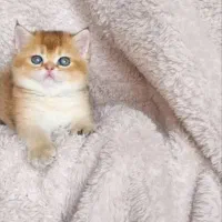 بچه گربه های دلربا در شیراز|گربه|شیراز, سینما سعدی|دیوار