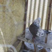 کبوتر نوک قنار
