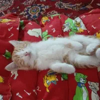 فروشی|گربه|مراغه, |دیوار