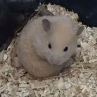 همستر|موش و خرگوش|کرمان, |دیوار