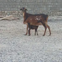 قیمت جفت با هم میش برشن درجه یک زاییده و ابستن|حیوانات مزرعه|بندرلنگه, |دیوار