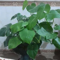 گلدان بزرگ برگ انجیری با گلدان بزرگ سفال