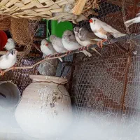 فنچ ۳۰۰ و کپوت ۴۰۰/ جالق|پرنده|سراوان, |دیوار