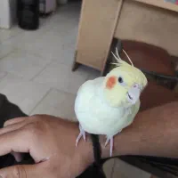 عروس هلندی ماده|پرنده|رباطکریم, رباطکریم|دیوار