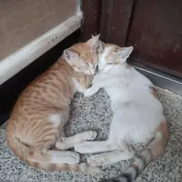 بچه گربه گمشده