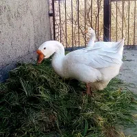 قوغاز دونافه غبغب دار