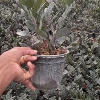 زاموفولیا سوپر بلک