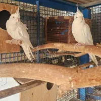 عروس|پرنده|میناب, |دیوار