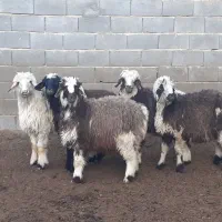 بره ماده،میش،بز،بزغاله