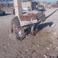 خر رمه ای|حیوانات مزرعه|درمیان, |دیوار