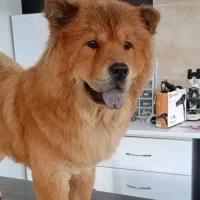 اصلاح سگ و گربه/آرایش سگ و گربه/کوتاهی مو حیوانات