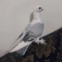 کفتر شامی|پرنده|اصفهان, خیادان|دیوار