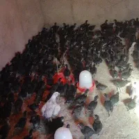 جوجه مشکی