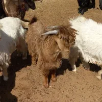 بره نر تخت، کهره چاق نر