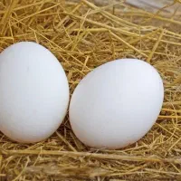 تخم مرغ محلی درجه یک