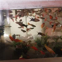 ماهی گوپی مولی.سوارتی (دم شمشیری ) و انجل مولد جفت