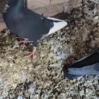 کبوتر|پرنده|بم, |دیوار