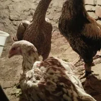 تخم لاری نسل دار|حیوانات مزرعه|خوی, |دیوار