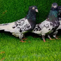 کبوتر کله سیاه|پرنده|آق قلا, |دیوار