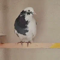 کبوتر ابلق تیکه پاره