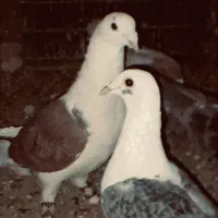 شش عدد جوونه گراف جفت 1ملیون|پرنده|فردوس (خراسان), |دیوار