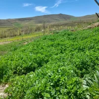 فروش-باغ-با-سه-استخر-ابی