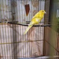 یک جفت قناری خوش رنگ