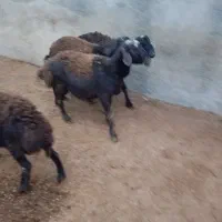 بره قوچ غزل افشار لخت