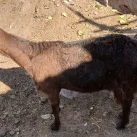 نر بز پاکستانی اصل وماده بز|حیوانات مزرعه|آبعلی, |دیوار