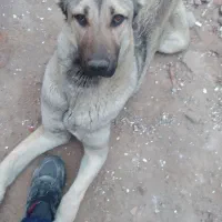 فروشی ومعاغزه باگوسفند|سگ|بناب, |دیوار