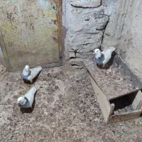 طوقی