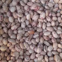 لوبیا قرمز و لوبیا چیتی