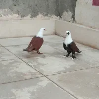 جوجه کلاغ