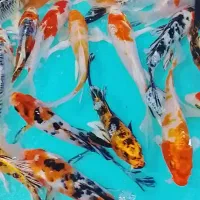 ماهی کوی سایز مولد کلکسیونی با قیمت مناسب|ماهی|تهران, مینابی|دیوار