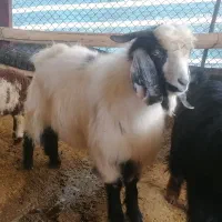 بز نر(ساورین)