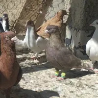 دسته کبوتر بهبهانی و شهری|پرنده|شیراز, نصر|دیوار