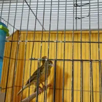 قناری|پرنده|کرج, شهرک سهرابیه|دیوار