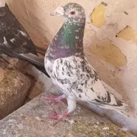 سار‌سبز‌نر‌‌فروشی