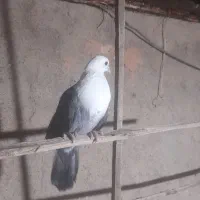 کله سفید سبز نر گرفتنی بدون پر پا|پرنده|سبزوار, مدرس|دیوار