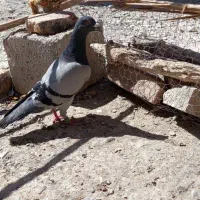 دوتا نر
