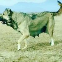 واگذاری پژدر|سگ|ملایر, |دیوار