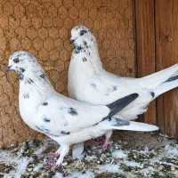 جف کبوتر پرش پرش بالا