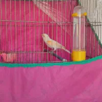 قناری مست ۶ دانگ بشرط