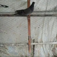 کبوتر پرشی ساعتی|پرنده|عنبرآباد, |دیوار