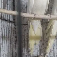 عروس هلندی|پرنده|مشهد, هفده شهریور|دیوار