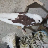 کبوتر|پرنده|شیراز, شیخ علی چوپان|دیوار